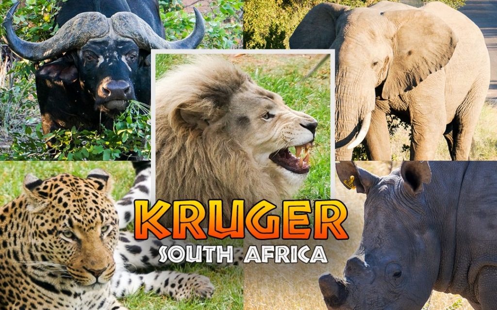 2020 South African Kruger Big Five