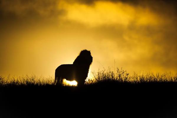 South Africa Sunrise Safari