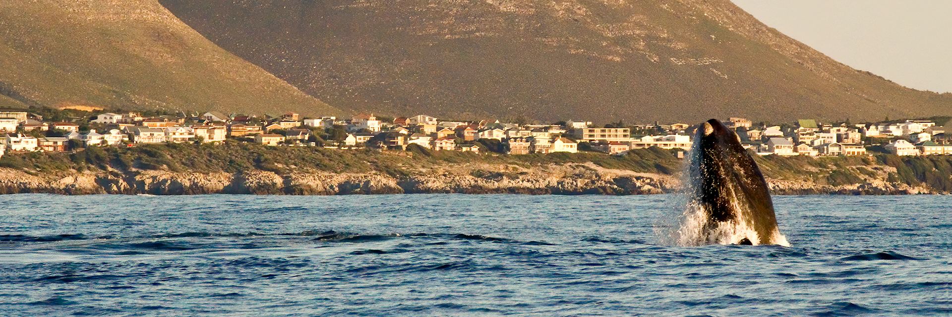 Hermanus with whale