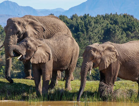 Knysna Elephant Park Knysna Elephant Park (click above for video)